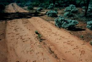 Camel Tracks